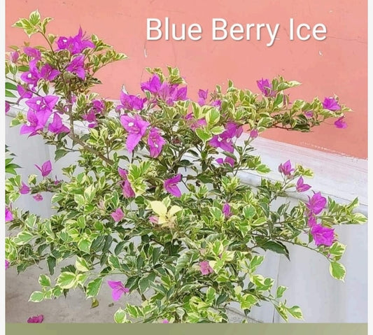 Blueberry Ice Bougainvillea - Thai Variety