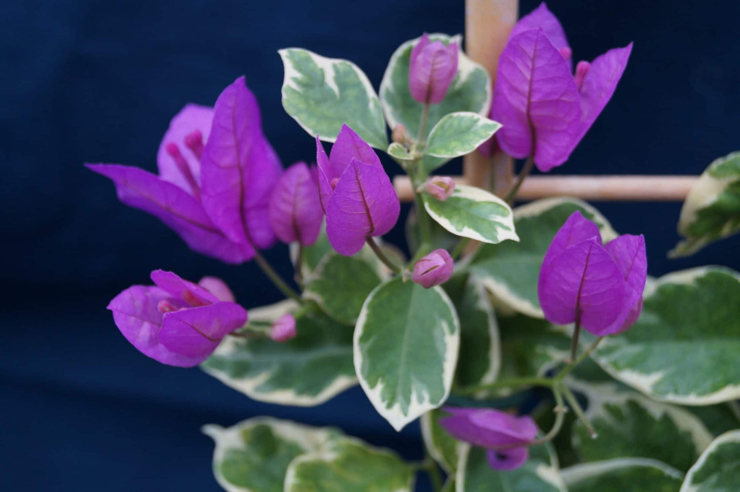 Blueberry Ice Bougainvillea - Thai Variety