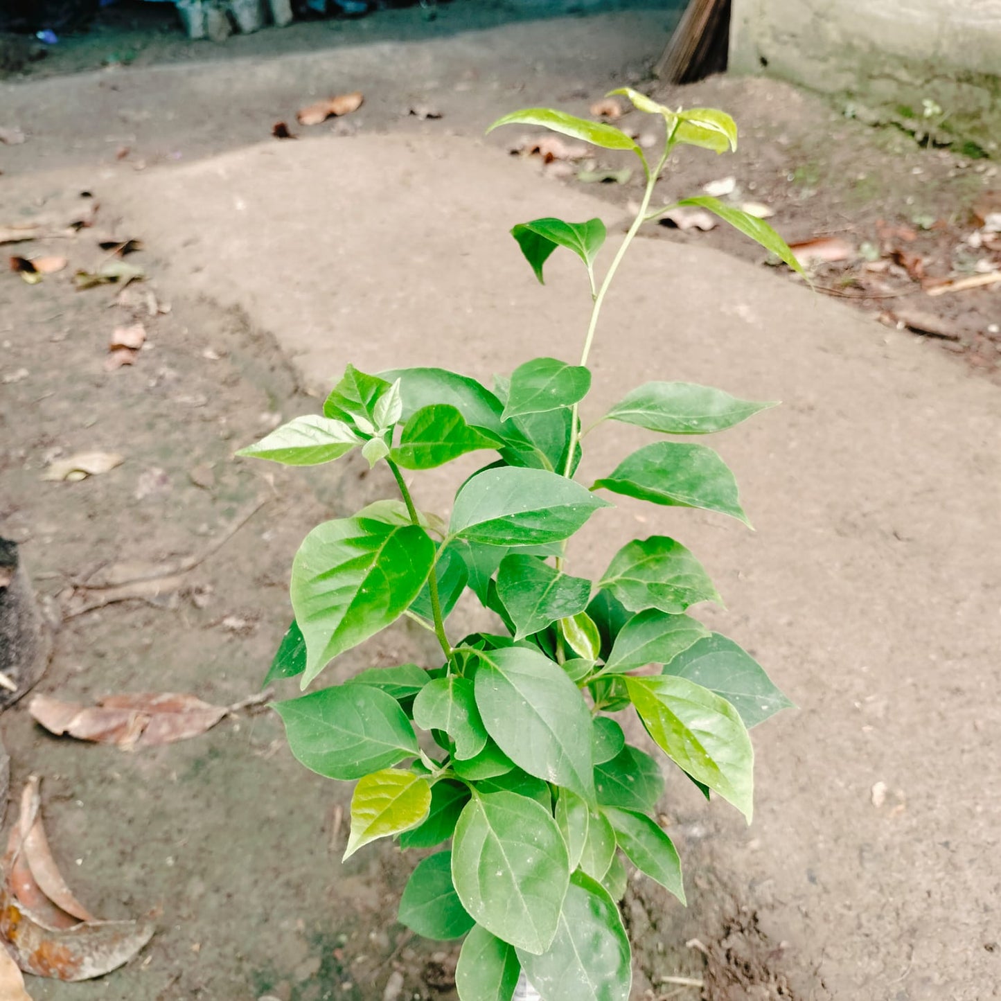 The Thai Chilli Orange Bougainvillea (Bougainvillea glabra)|Thai Orange Bougainvillea