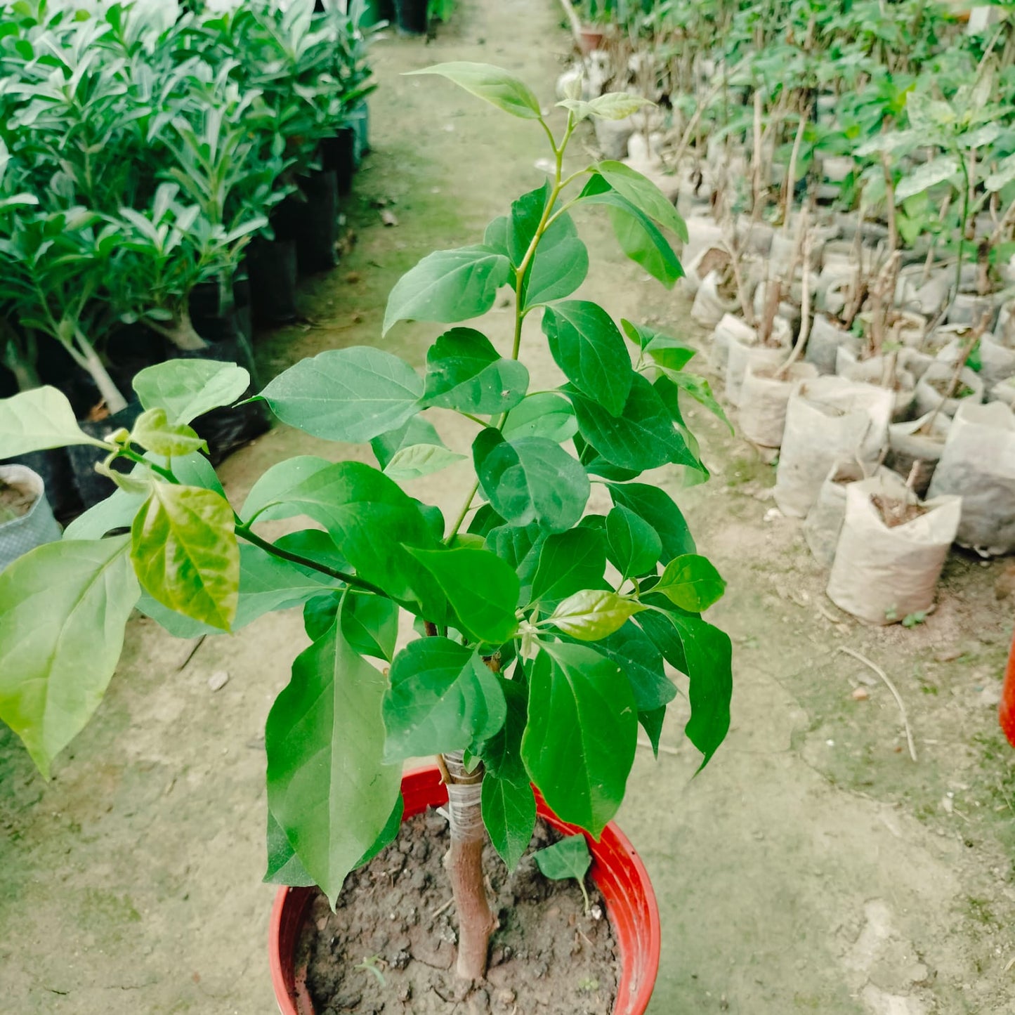 The Kristina Thai variety of Bougainvillea