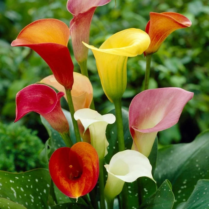 Calla Lily Flower Bulb set of 5|Calla Lily Bulbs for Sale|Buy Calla Lily Bulbs Online