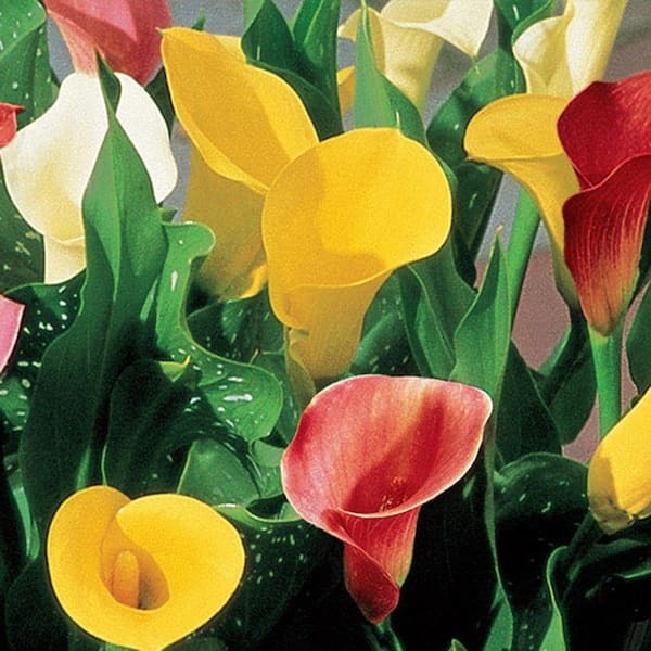 Calla Lily Flower Bulb set of 5|Calla Lily Bulbs for Sale|Buy Calla Lily Bulbs Online
