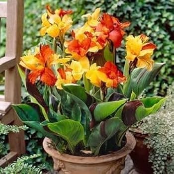Canna lilies (Canna spp.)set of 5|Buy Canna Lily Bulbs Online|Canna Lily Collections Online