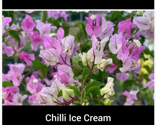 Thai Chilli Icecream Bougainvillea Flower Plant|Buy Thai Bougainvillea Flower plant sale online