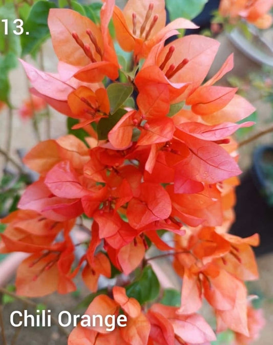 The Thai Chilli Orange Bougainvillea (Bougainvillea glabra)|Thai Orange Bougainvillea