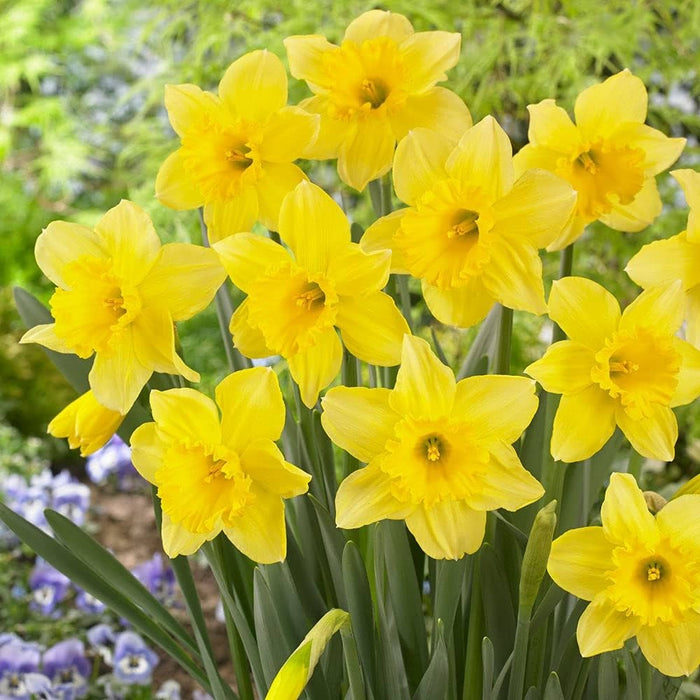 Daffodils (Narcissus) set of 4|Buy Daffodil Flower Bulbs Online