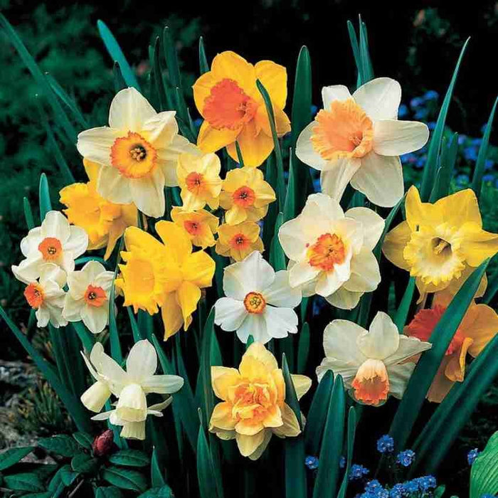 Daffodils (Narcissus) set of 4|Buy Daffodil Flower Bulbs Online