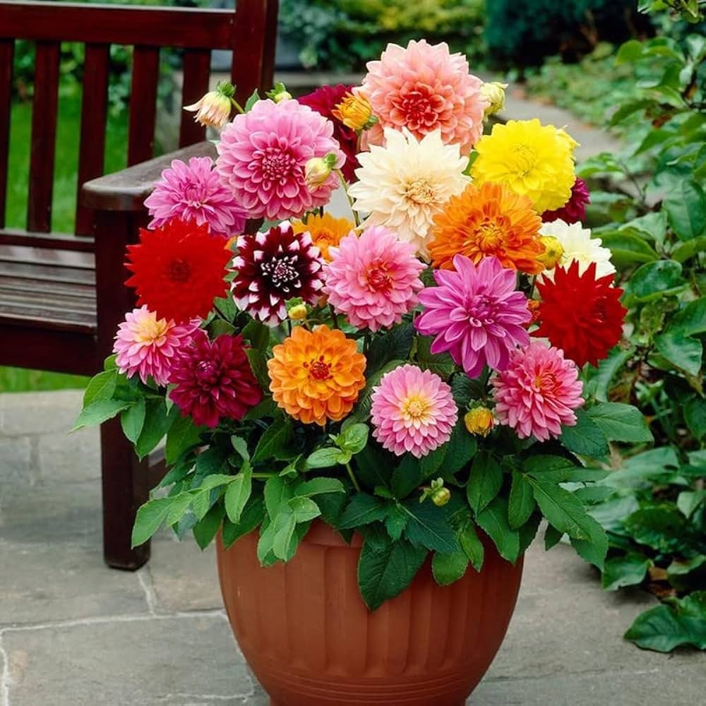 Dahlia Flower Bulb Set of 5|Buy Dahlia Flower Bulb