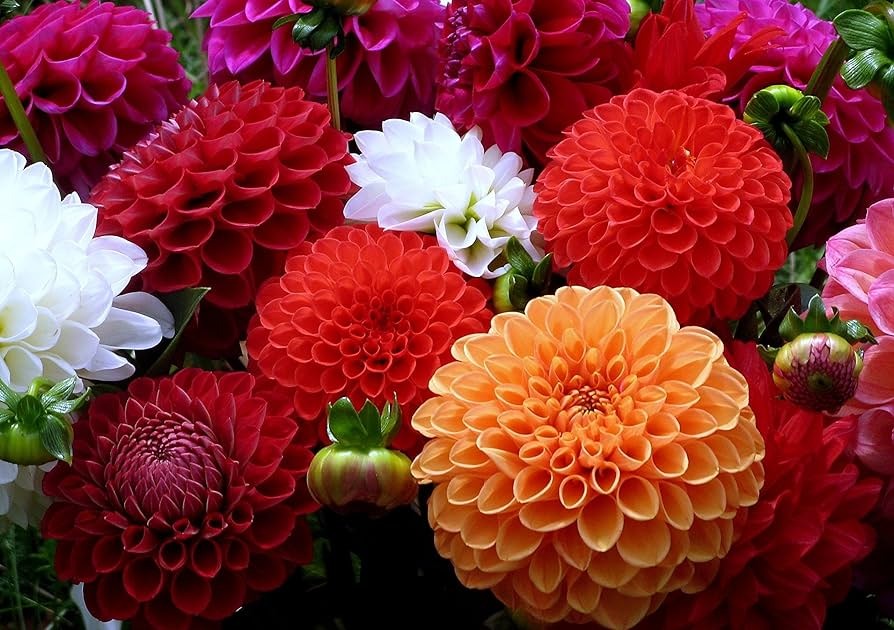 Dahlia Flower Bulb Set of 5|Buy Dahlia Flower Bulb