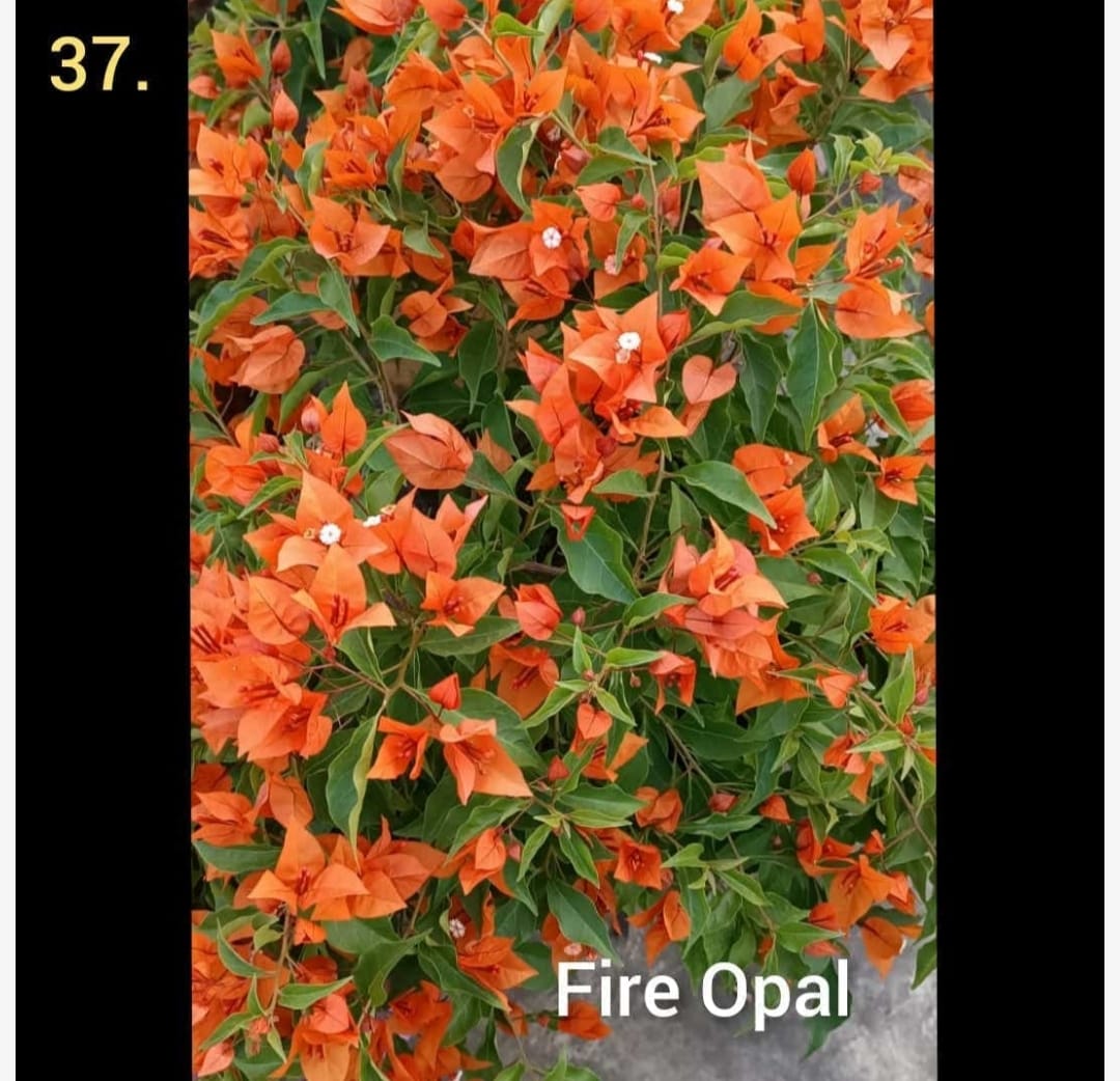 The Bougainvillea Fire Opal Thai variety|Bougainvillea Fire Opal Thai variety|Bougainvillea Fire Opal for sale