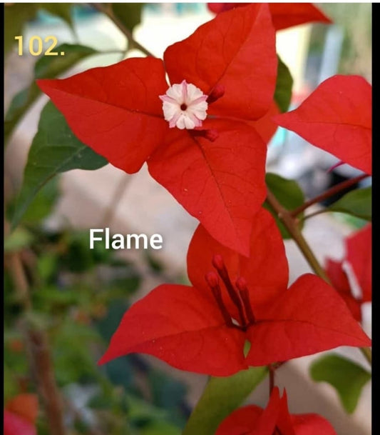 Bougainvillea Flame Thai Variety|Bougainvillea Flame Thai Variety