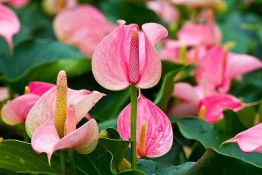 Flamingo Lily (Anthurium andraeanum) set of 4|Flamingo Lily Plant Online Store