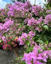 Bougainvillea Formosa - Thai Variety|Buy Bougainvillea Formosa plant online