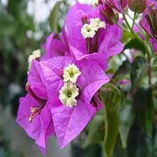 Bougainvillea Formosa - Thai Variety|Buy Bougainvillea Formosa plant online