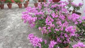 Bougainvillea Formosa - Thai Variety|Buy Bougainvillea Formosa plant online