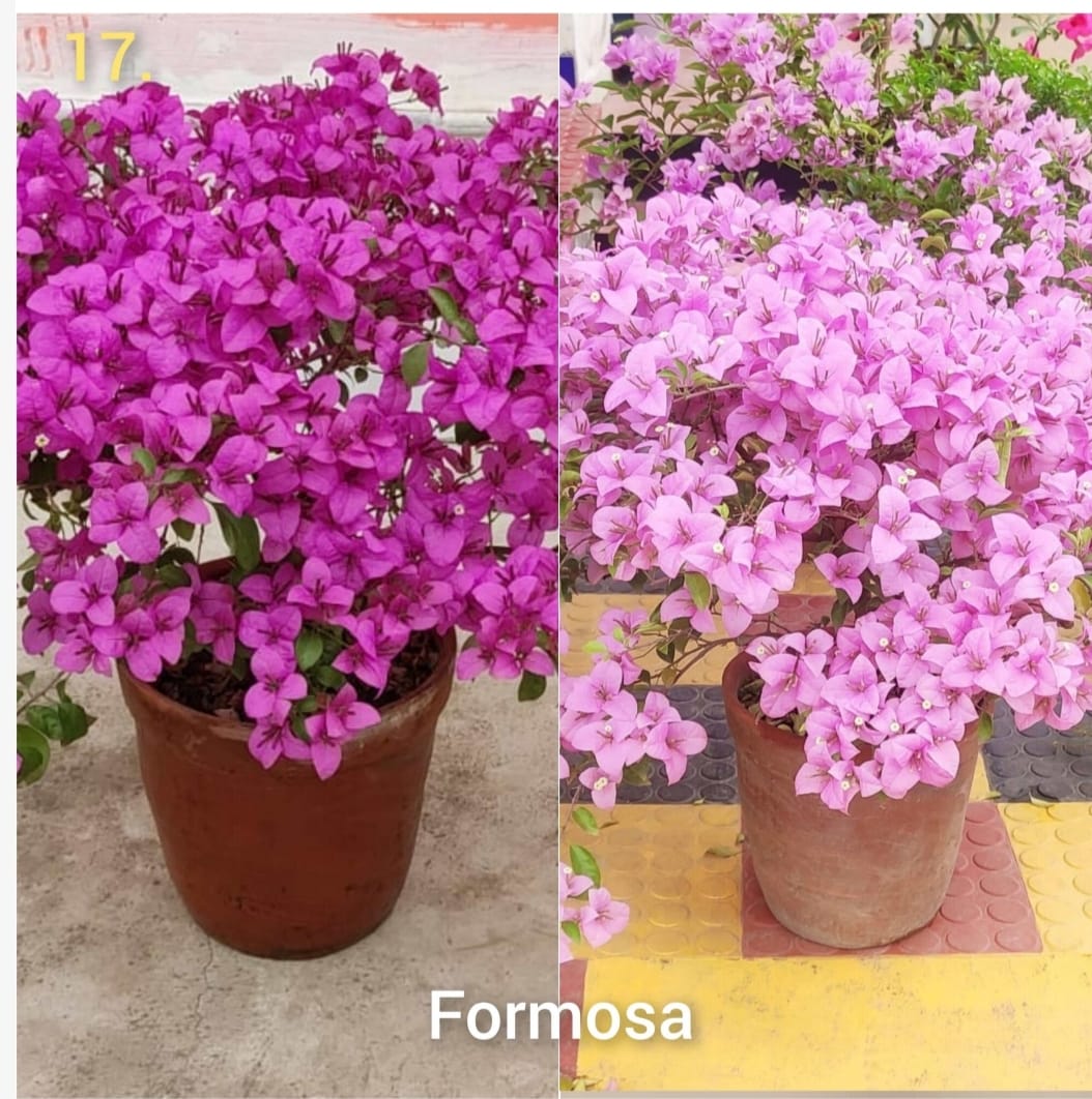 Bougainvillea Formosa - Thai Variety|Buy Bougainvillea Formosa plant online