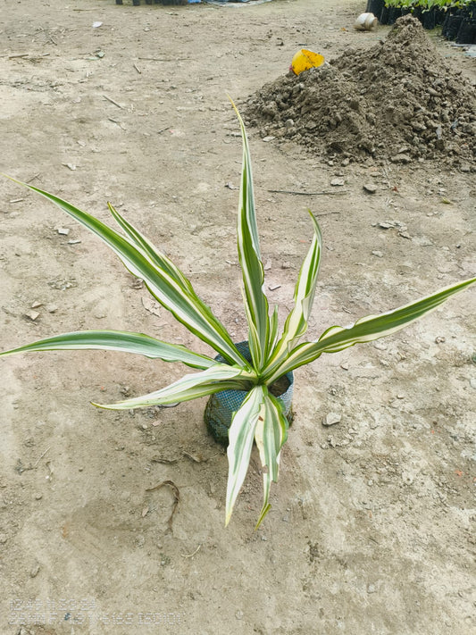 Furcraea Plant |Furcraea Plant for Sale