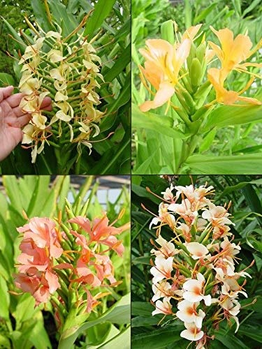 Ginger lilies Flower Bulbs set of 5 | Buy Ginger Lily Bulb at Discounted Price