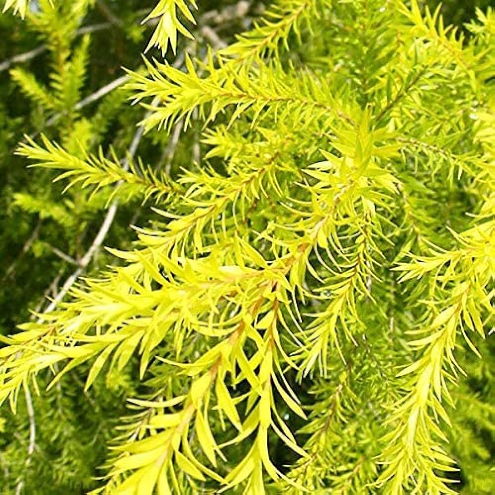 The Golden Bottle Brush (Callistemon citrinus)|Callistemon plant online shop