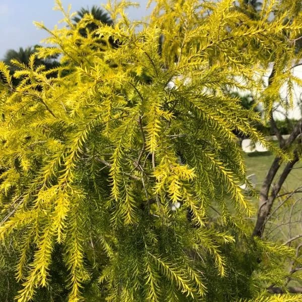 The Golden Bottle Brush (Callistemon citrinus)|Callistemon plant online shop