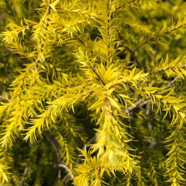 The Golden Bottle Brush (Callistemon citrinus)|Callistemon plant online shop