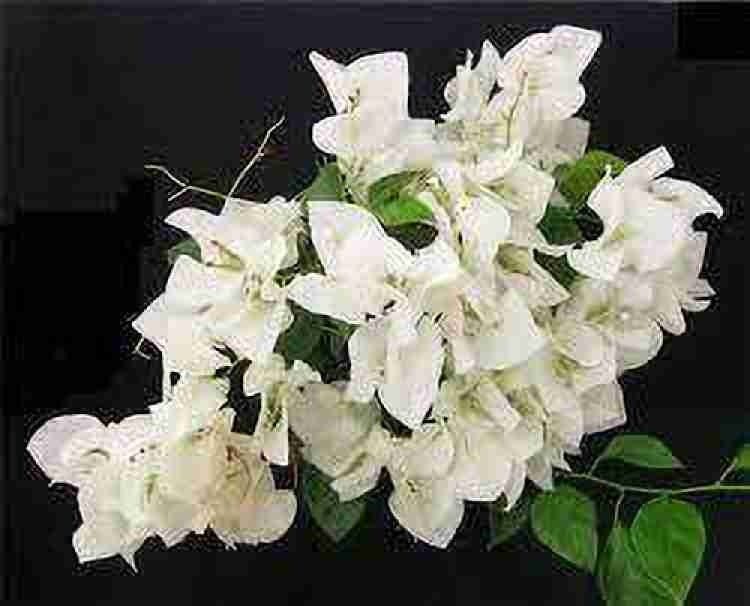 Hawaiian White Thai Bougainvillea