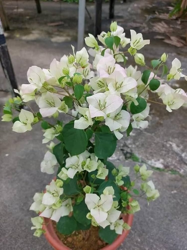 Hawaiian White Thai Bougainvillea