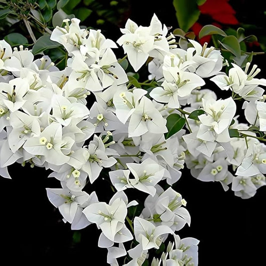 Hawaiian White Thai Bougainvillea