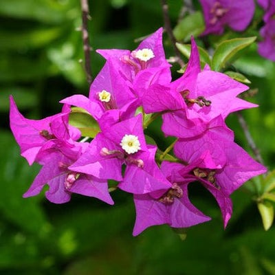 Hawaiian Pink Thai Bougainvillea