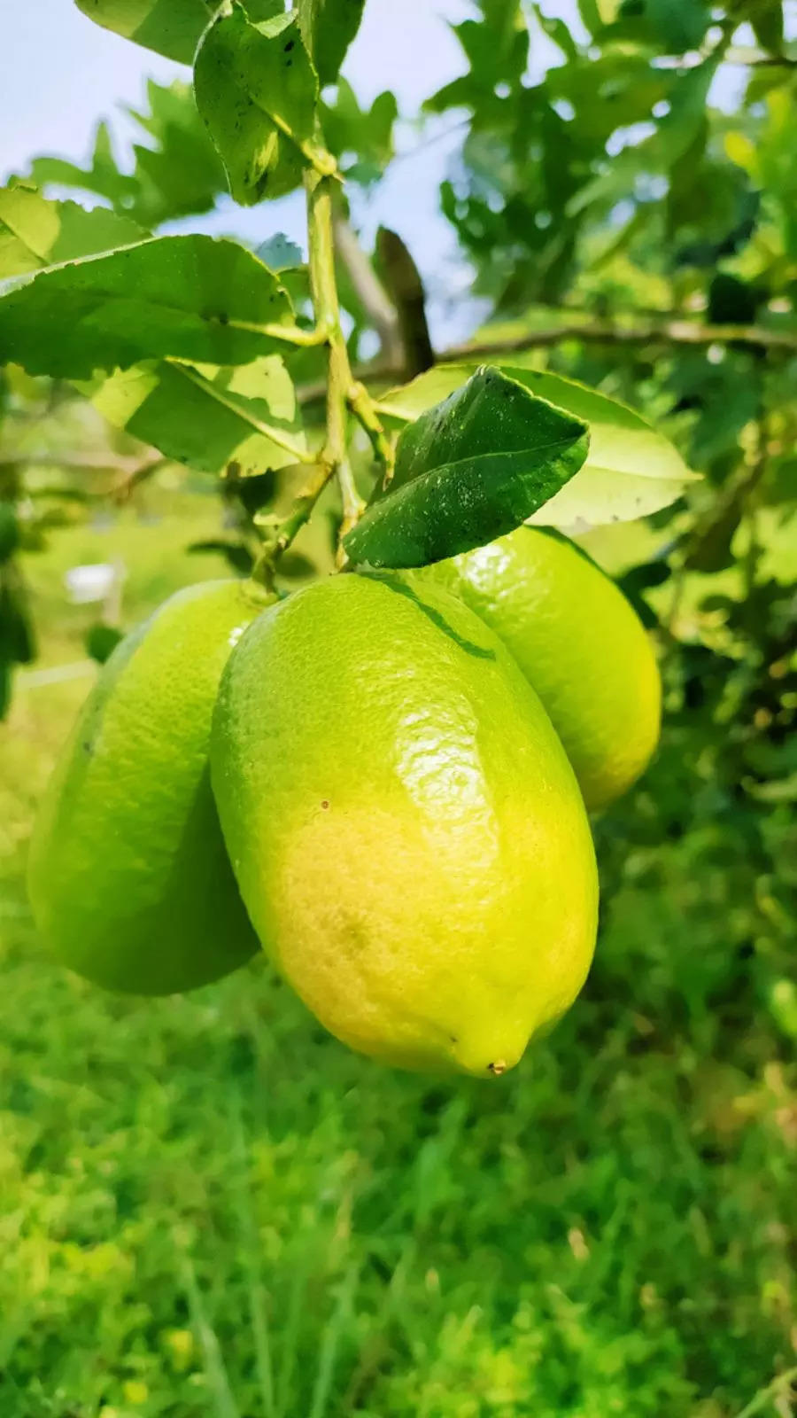 Kagazi lemon plant|Buy Kagazi Lemon