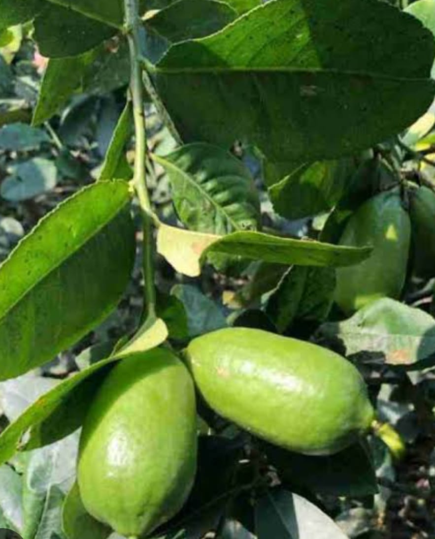 Kagazi lemon plant|Buy Kagazi Lemon