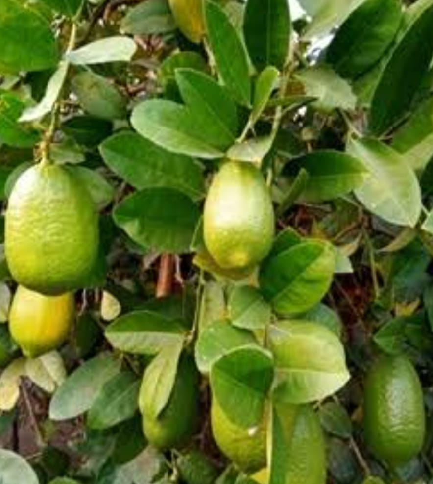 Kagazi lemon plant|Buy Kagazi Lemon