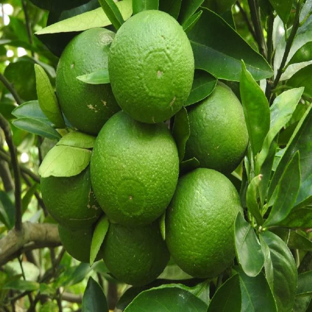 The Katol Gold Mosambi|Grafted Mosambi plant online – PlantsKingdom