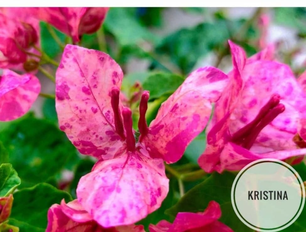 The Kristina Thai variety of Bougainvillea