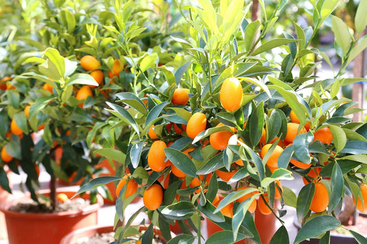 The Kumquat Orange Fruit Plant|Kumquat Orange plant for sale