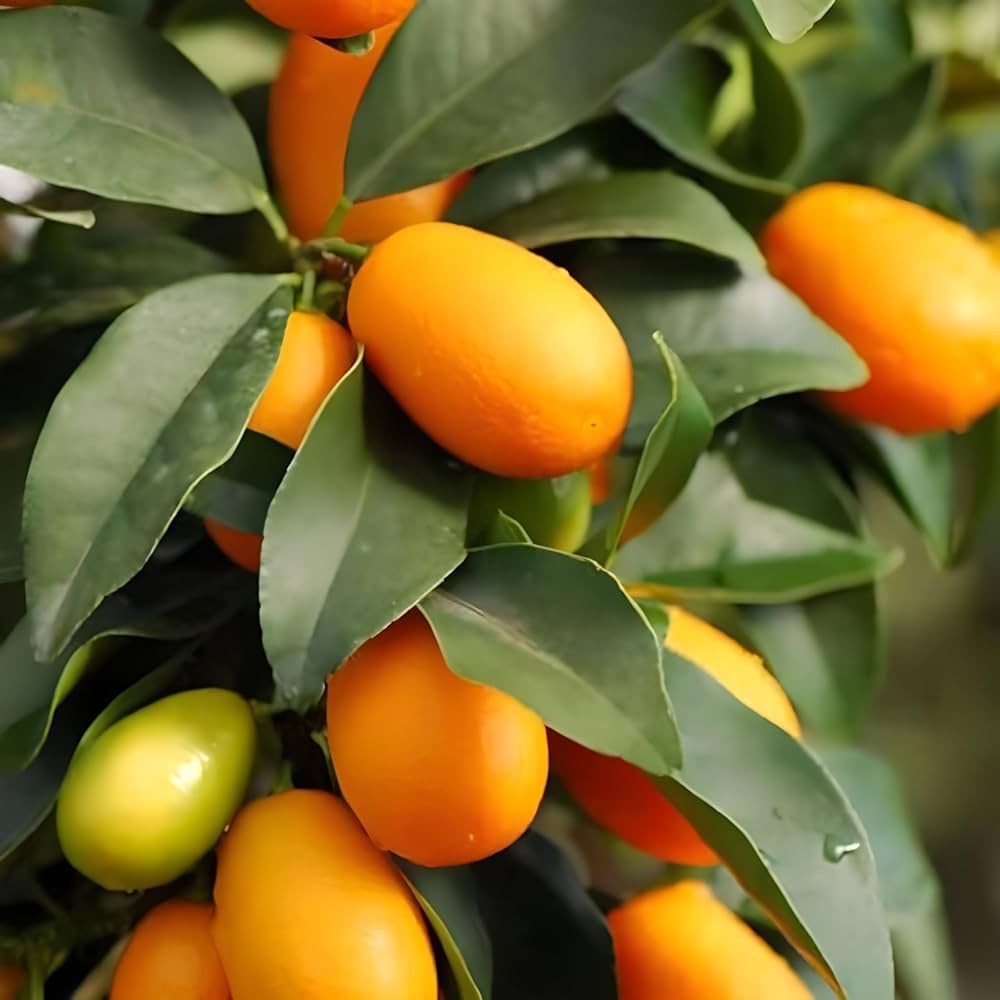 The Kumquat Orange Fruit Plant|Kumquat Orange plant for sale