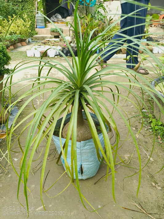 Lolina Palm Plant|Indoor Palm Plants for Sale