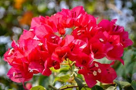 MAGNETA THAI VARIETY BOUGAINVILLEA FLOWER PLANT