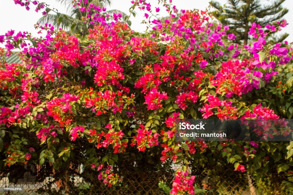 MAGNETA THAI VARIETY BOUGAINVILLEA FLOWER PLANT