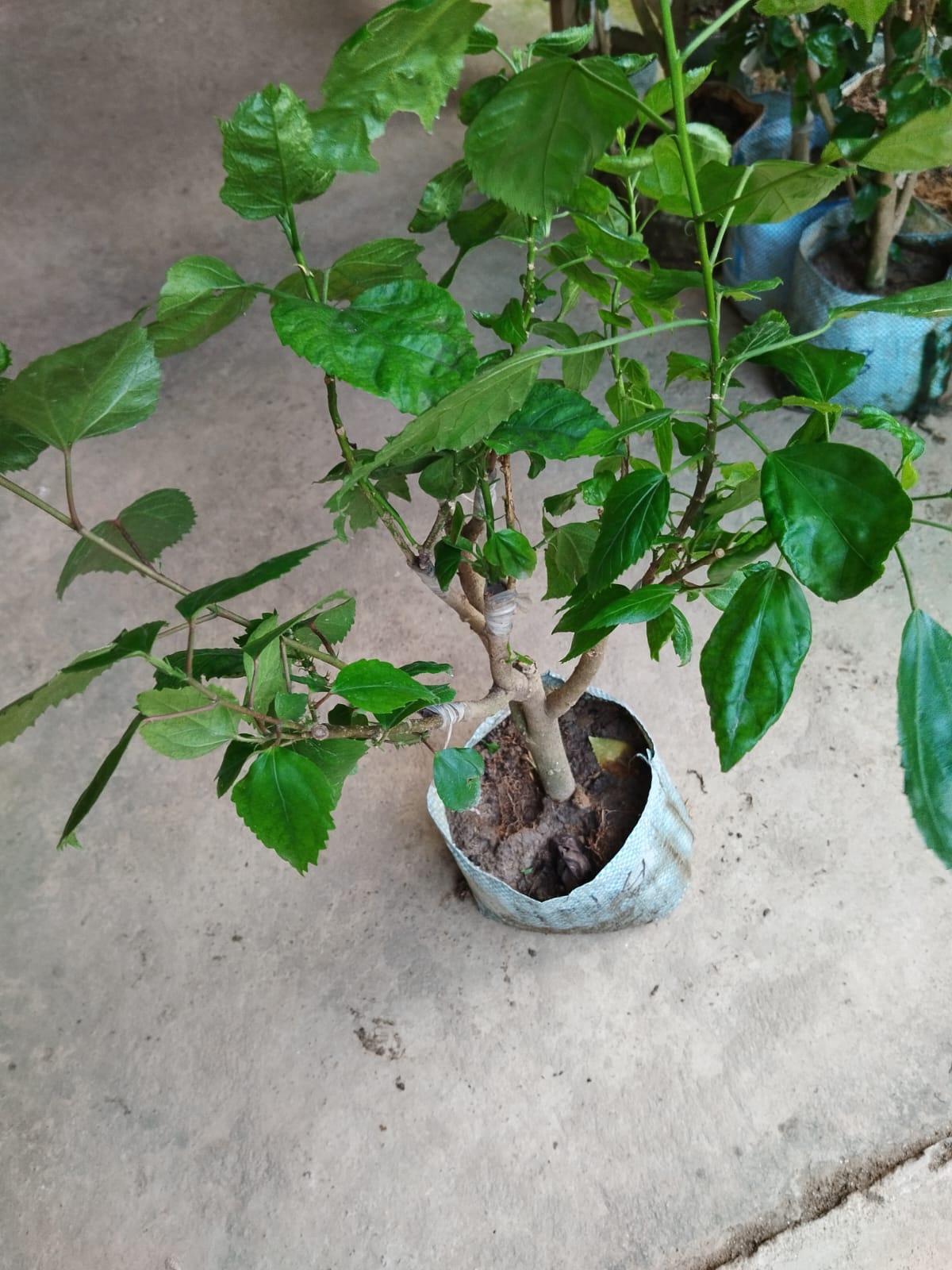 Multi Grafted Hibiscus(10 Different  Colour)|Colorful Hibiscus Blooms