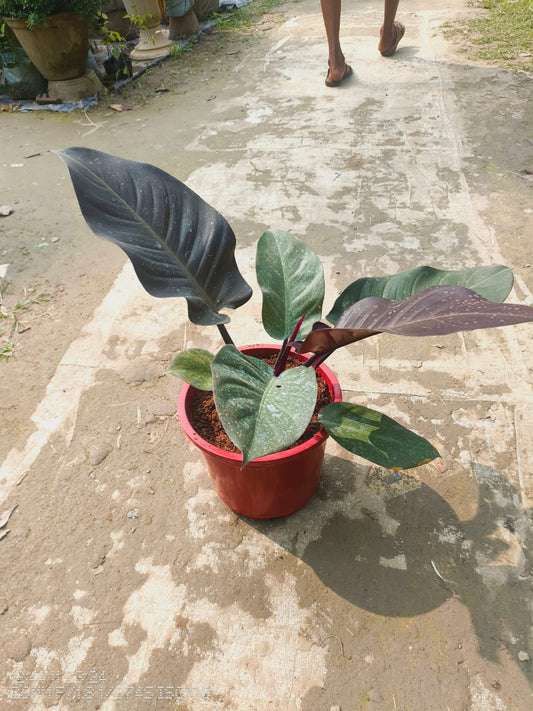 Philodendron 'Black Cardinal|Buy Philodendron Black Cardinal Online