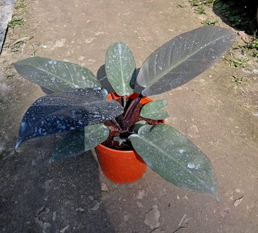 The Philodendron 'Black Cardinal' |Philodendron Black Cardinal for sale|Tropical houseplant for sale