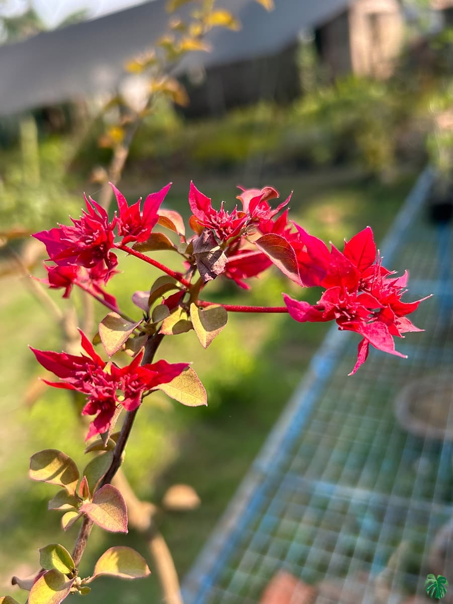 RED BUTTERFLY THAI VARIETY BOUGAINVILLEA FLOWER PLANT