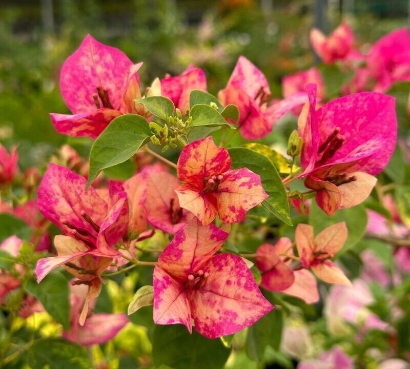 The "Red September" variety Thai Bougainvillea Flower Plant|Buy Red September