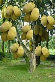 jack Fruit Seedless