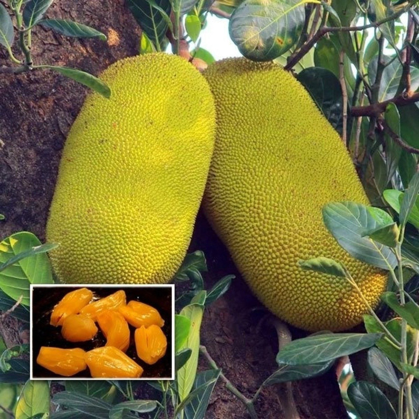 jack Fruit Seedless