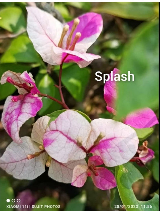 The Splash Thai Variety Bougainvillea