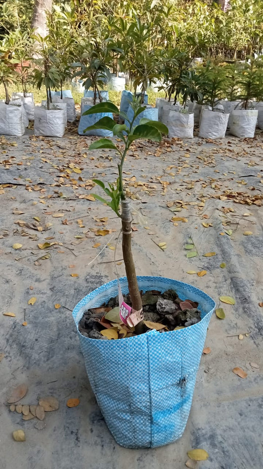 Star Ruby Grapefruit (Citrus × paradisi 'Star Ruby') |High-yielding Grapefruit variety buy online