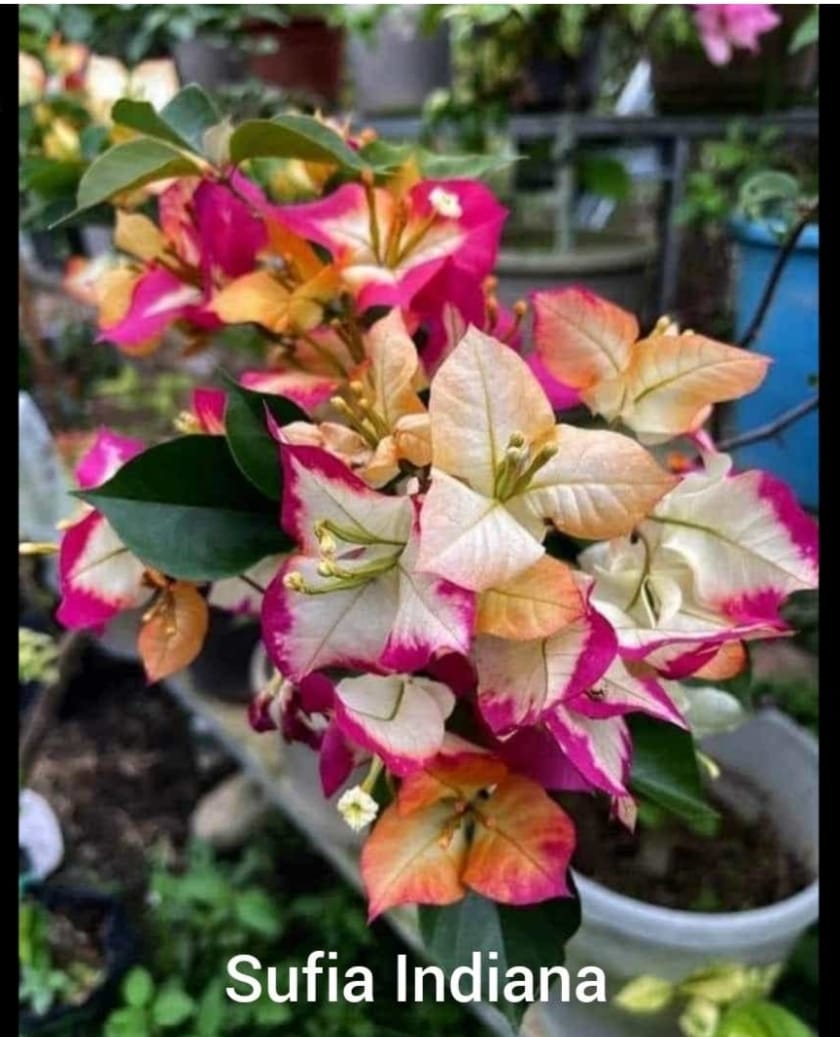 Sufia Indiana Bougainvillea Flower | Sufia Indiana Flower buy online