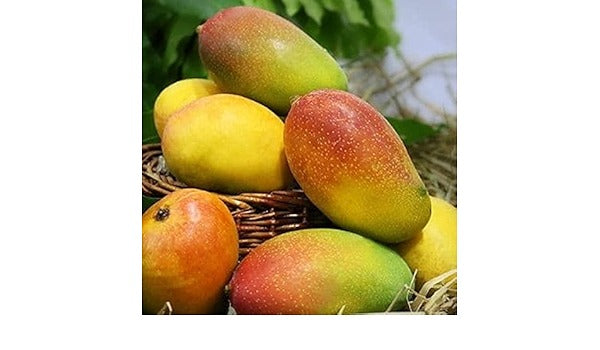 Suvarnarekha Mango Grafted Plant|Grafted Suvarnarekha Mango Plant Online